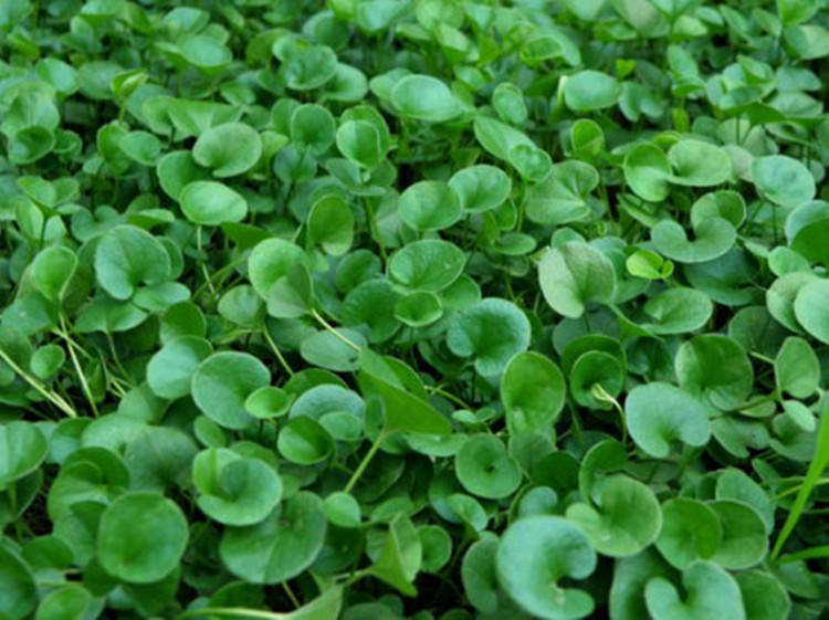 長沙東日園林工程有限公司,長沙園林綠化工程,長沙綠化養(yǎng)護管理 長沙東日園林工程有限公司,長沙園林綠化工程,長沙綠化養(yǎng)護管理