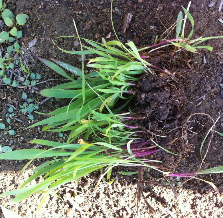 長沙東日園林工程有限公司,長沙園林綠化工程,長沙綠化養(yǎng)護(hù)管理 長沙東日園林工程有限公司,長沙園林綠化工程,長沙綠化養(yǎng)護(hù)管理