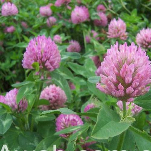 長沙東日園林工程有限公司,長沙園林綠化工程,長沙綠化養(yǎng)護管理 長沙東日園林工程有限公司,長沙園林綠化工程,長沙綠化養(yǎng)護管理